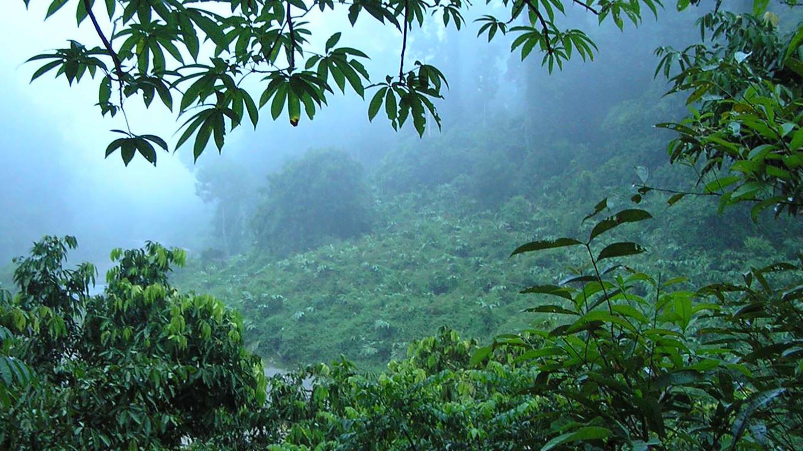 Rimba Raya Biodiversity Reserve, Indonesia