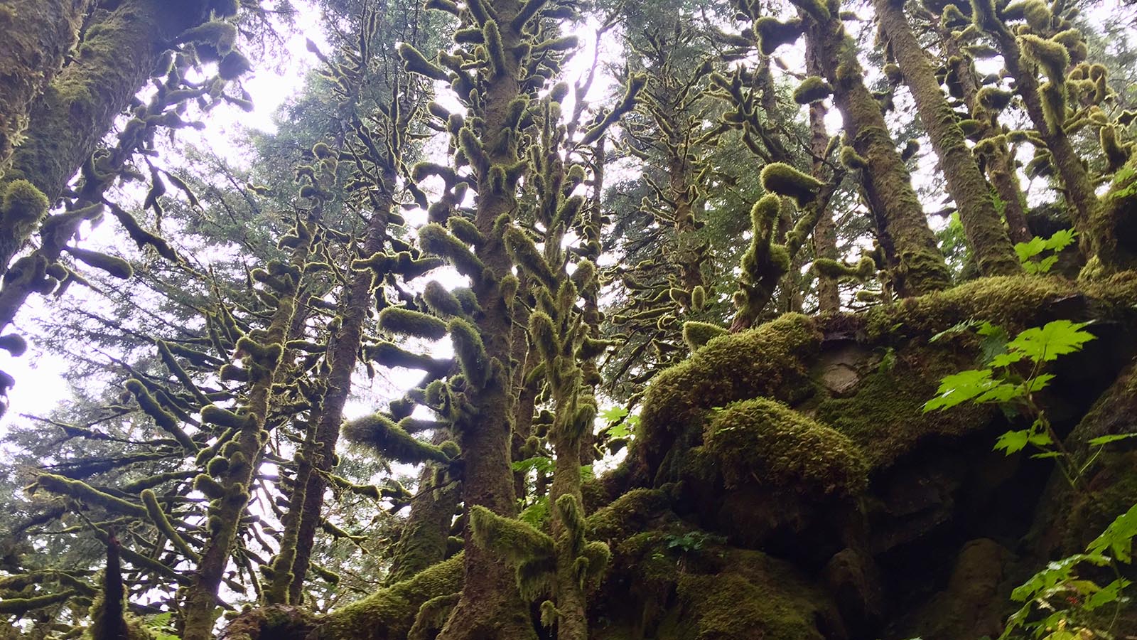 Afognak Island, Alaska, USA