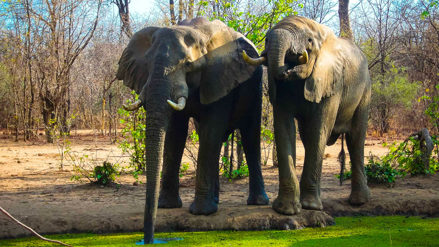 Kariba Forest Preservation, Zimbabwe